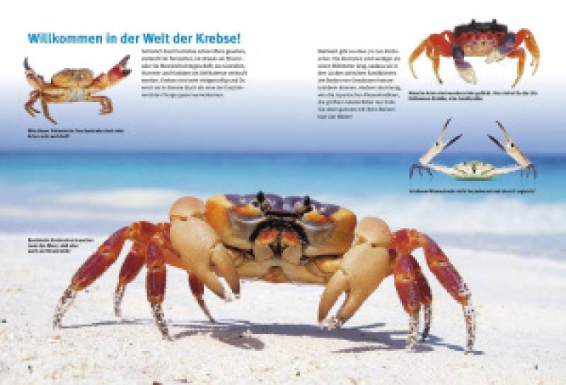 Preview: Entdecke die Krebse